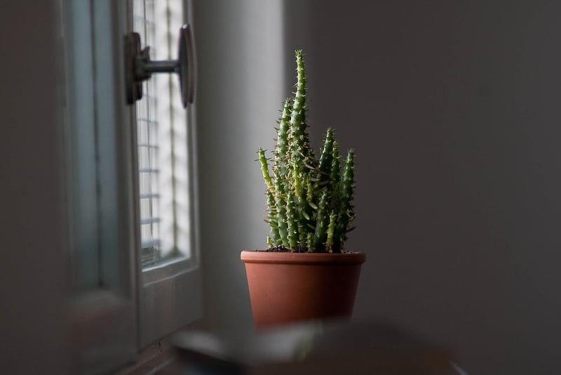 Cactus