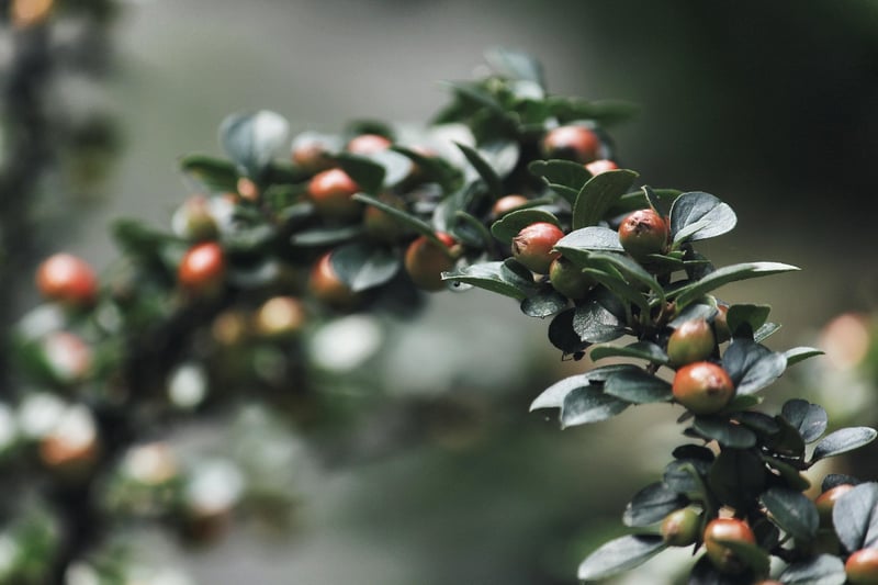 Shrub